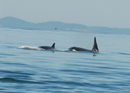 A Rewarding Day in Steveston thumbnail