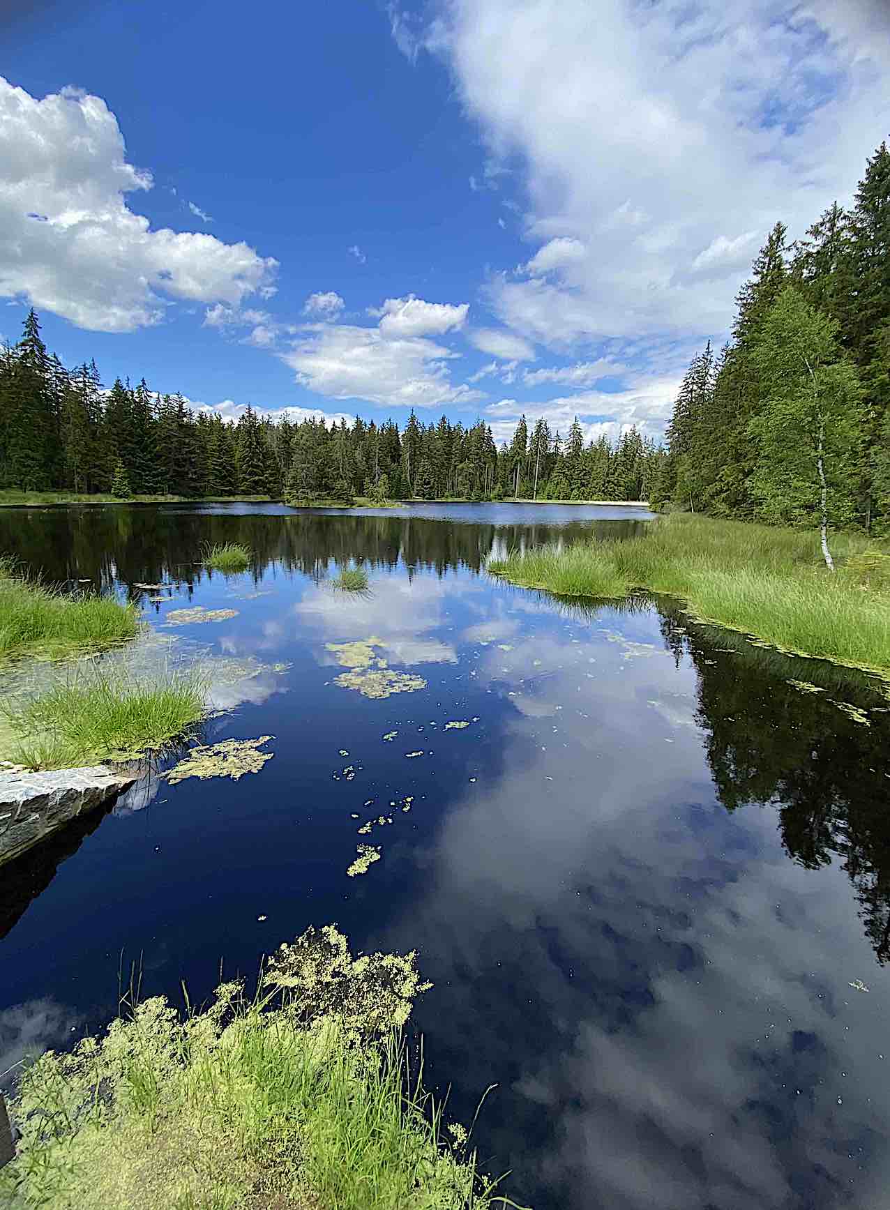 捷克之旅 23 : 冷杉林中的瑰寶Kladská Peat Bog National Reserve thumbnail